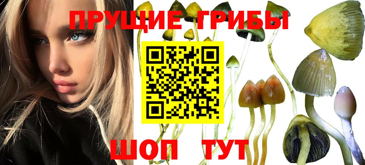 Кунгур  Псилоцибиновые грибы прущие грибы  Вход с VPN 